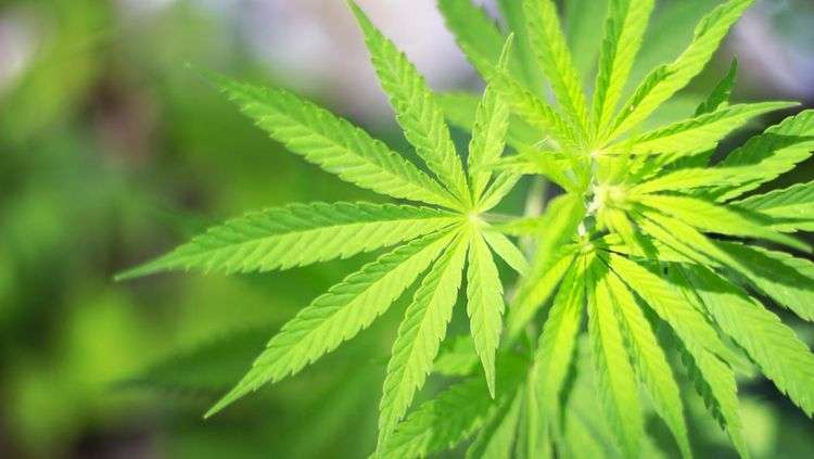 Opinion and research on marijuana policy in Hawai‘i