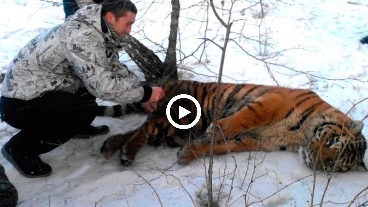 This Tiger came to people for Help, hoping to get rid of the noose around its neck.