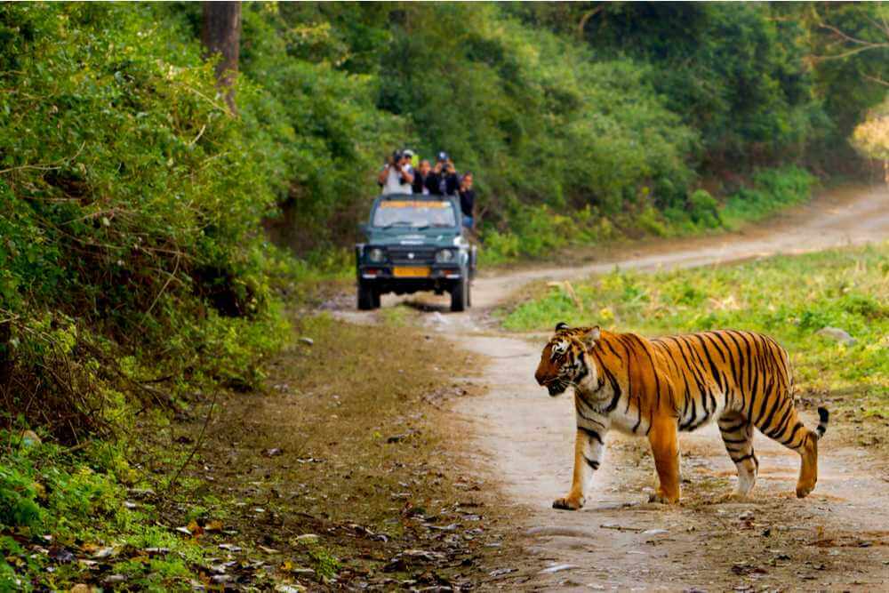 tiger walking towards a group of people who were sitting in a car in a forested area